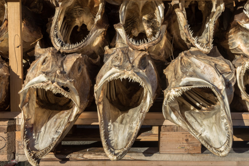 arty cod heads photograph